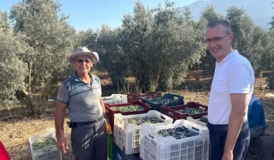 Fethiye Kaymakamı Zeytin Hasadına Katıldı: Üretimin Önemi Vurgulandı